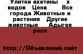 Улитки ахатины  2-х видов › Цена ­ 0 - Все города Животные и растения » Другие животные   . Адыгея респ.